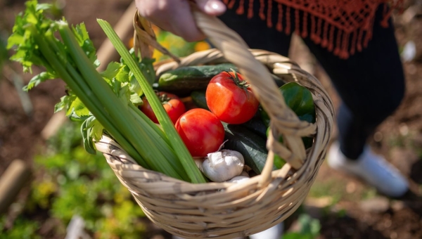 Mon Panier Casablanca : le Guide Complet du Panier de Fruits et Légumes Livré à Domicile